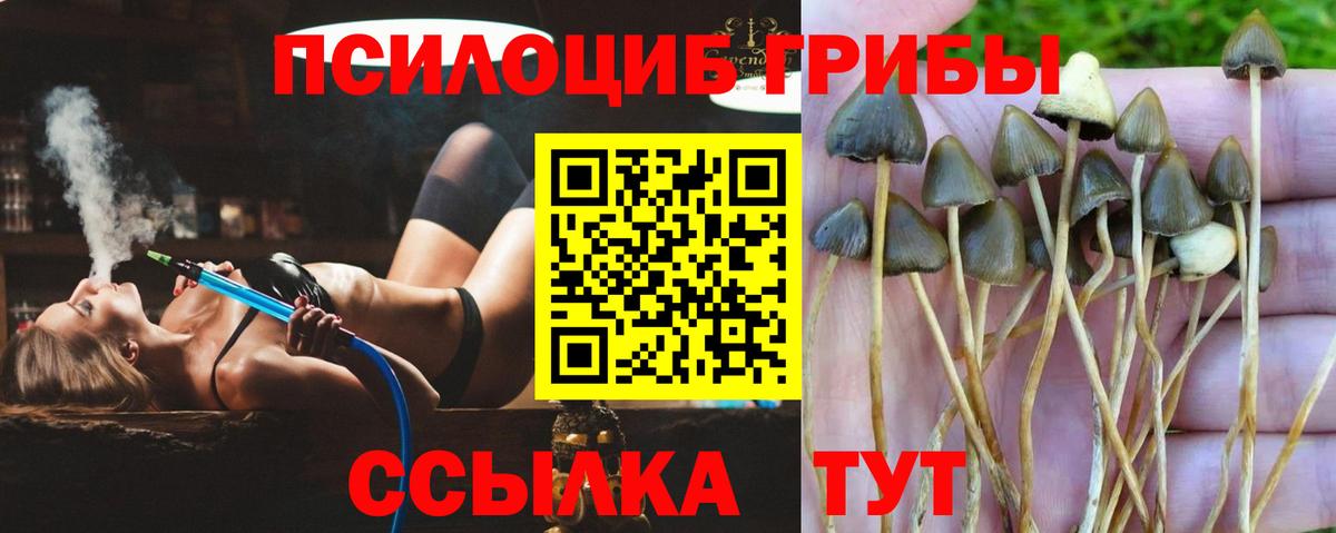 Псилоцибиновые грибы Psilocybine cubensis  Псилоцибиновые грибы GOLDEN TEACHER  Вход с VPN  купить наркотик  Серов 